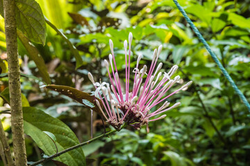 Botanical garden, Tropical Spice Garden in Teluk Behang, Pulau Pinang, Malaysia 