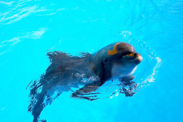 Fototapeta premium Beautiful dolphin smiling in blue swimming pool water on clear sunny day. Dolphin portrait while looking at you while smiling