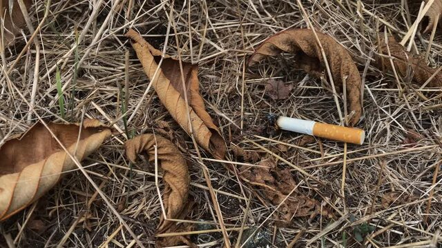 Improperly put out cigarette still smoking and burning in brown dry grass cause of forrest and wild fire