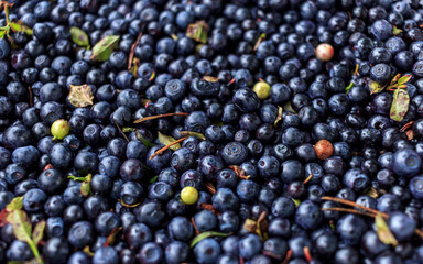 Batch of blueberrys forest gifts