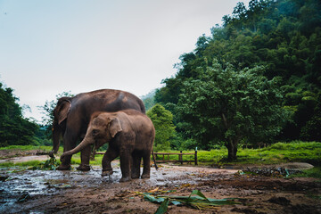 Asian elephant in the jungle in Chiangmai , Thailand