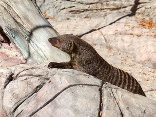 Banded mongoose (mungos mungo) alert and is looking forward wary