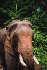 Fototapeta na wymiar Asian elephant in the jungle in Chiangmai , Thailand