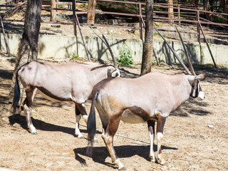 Oryx gazella gazella, beautiful iconic antelope