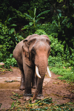 Asian elephant in the jungle in Chiangmai , Thailand