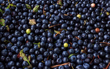 Batch of blueberrys forest gifts