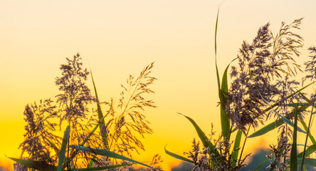 Reed in an early morning under a colorful sky at sunrise, Almere, Flevoland, The Netherlands, September 20, 2020