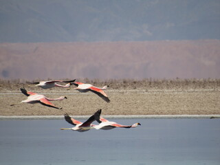Flamencos en vuelo en el Norte de Chile.