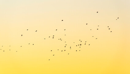 Birds flying in a colorful sky at sunrise in an early morning at fall, Almere, Flevoland, The Netherlands, September 20, 2020