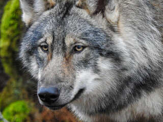 gray wolf canis lupus