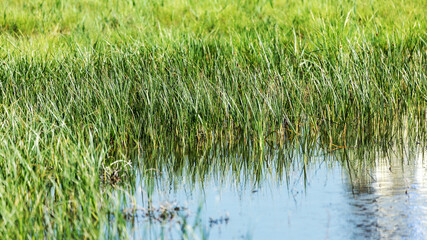 Landscape overgrown with green grass lake