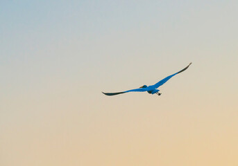 Egret flying in a colorful sky at sunrise in an early morning at fall, Almere, Flevoland, The Netherlands, September 20, 2020