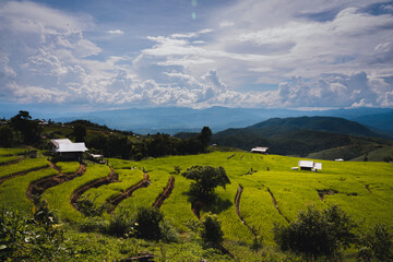 Pa Bong Piang Rice Terraces in Chiangmai , Thailand