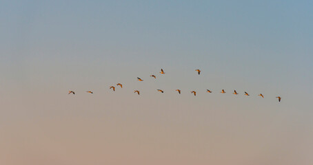 Geese flying in a colorful sky at sunrise in an early morning at fall, Almere, Flevoland, The Netherlands, September 20, 2020