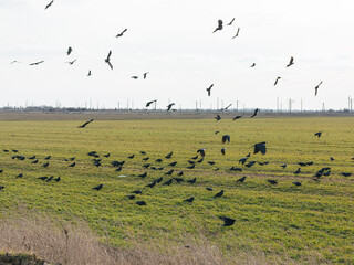 Rural landscape flock of raven in the field. Birds feed on leftover seeds after harvest.