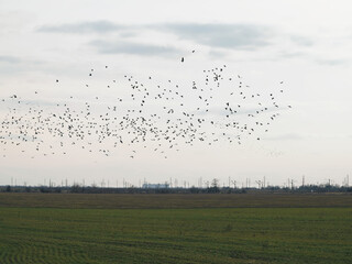 Cloudy autumn evening a flock of ravens flies over a green field. Birds feed on leftover seeds after harvest.