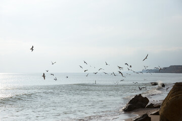 Seagulls on the seashore in the rays of the setting sun