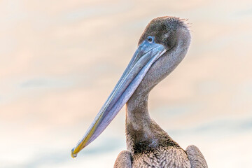 Pelican Head