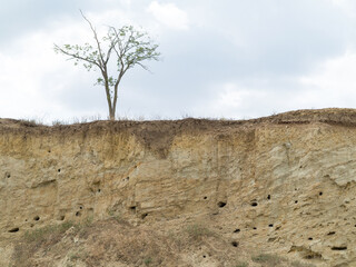 Bird colonies. Canyon wall slice with bird nests Golden bee-eater. Birds do not like loneliness and nest in colonies they build small caves quite close to each other in one steep wall.