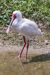 Taiping lake district and Zoo