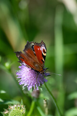 Fototapeta na wymiar Peacock butterfly (Inachis io)