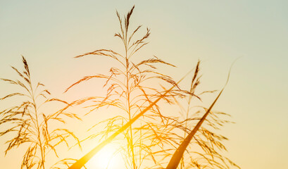 Obraz premium Reed in an early morning under a colorful sky at sunrise, Almere, Flevoland, The Netherlands, September 20, 2020