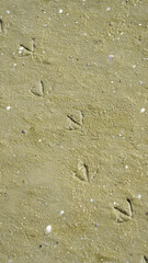 Bird tracks in the sand, sea sandy shore paw prints