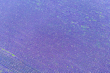 Background lavender field in summer. View from above