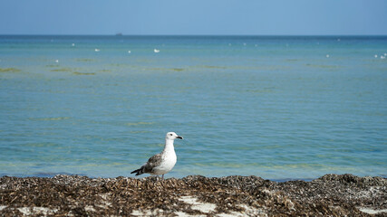 Seascape  seagull against the background of the ocean stands on the shore and looks forward.