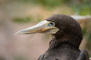 Retrato do Atobá-pardo (Sula leucogaster)