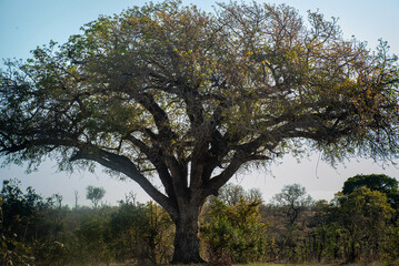 Traveling in Africa