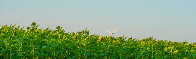 Obraz premium Sunflowers growing in a green grassy field under a blue sky in sunlight at fall, Almere, Flevoland, The Netherlands, September 20, 2020