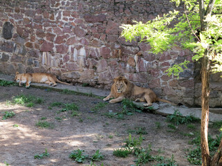 Pair of lions rest in the aviary on a sunny summer day. National Zoo in Nikolaev, Ukraine