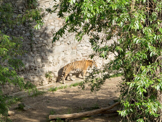 Tigers rest in the aviary on a summer sunny day. National Zoo in Nikolaev, Ukraine