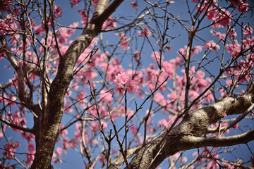 pink flowered Prunus persica