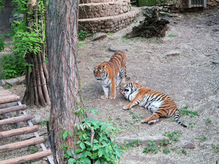 Tigers rest in the aviary on a summer sunny day. National Zoo in Nikolaev, Ukraine
