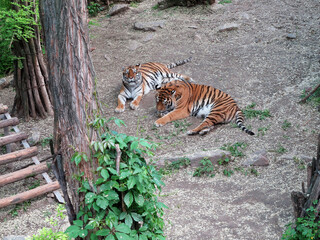 Naklejka na ściany i meble Tigers rest in the aviary on a summer sunny day. National Zoo in Nikolaev, Ukraine