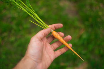 Human hand holding young carrot collected from garden