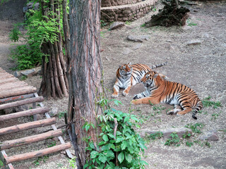 Naklejka na ściany i meble Tigers rest in the aviary on a summer sunny day. National Zoo in Nikolaev, Ukraine