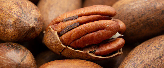 Pecan (Carya illinoinensis) is a species of hickory native to northern Mexico. The seed is an edible nut.