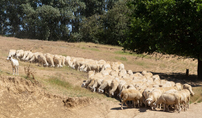 A herd of goats and sheep. Animals graze in the meadow. Pastures of Europe.