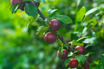 Plum tree with juicy fruits on sunset light