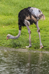 Taiping lake district and Zoo