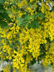 yellow leaves