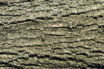 Tree bark texture. Cracks pattern. Aging tree skin background. - obrazy, fototapety, plakaty
