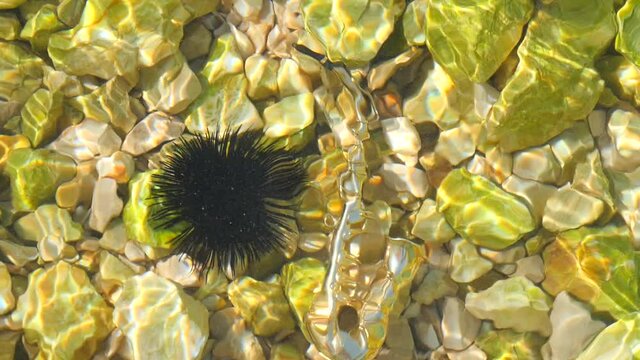 Black sea urchin lies underwater on stones next to the golden instrument is a small alt saxophone. Echinothrix diadema, commonly called diadema urchin. Long spines sea urchin. Water slow motion video