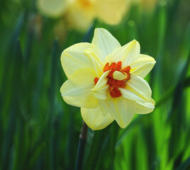 Close up of an amazing yellow and orange daffodil on a green leaves background  fine art photography                          