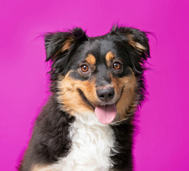 studio shot of a dog on an isolated background