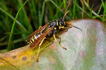 Paper wasp / Wespe / Heide-Feldwespe (Polistes cf. nimpha)