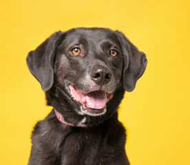 Fototapeta premium studio shot of a dog on an isolated background